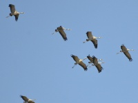 2016-05-09 10h42m55 - Kraanvogels - Pierre Bernard